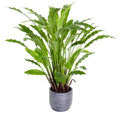 Coolplant Kunst Calathea Rufibarba 60 cm