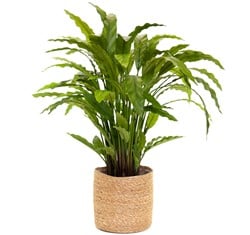 Coolplant Kunst Calathea Rufibarba 85 cm