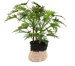 Coolplant Kunst Philo Xanadu 95 cm
